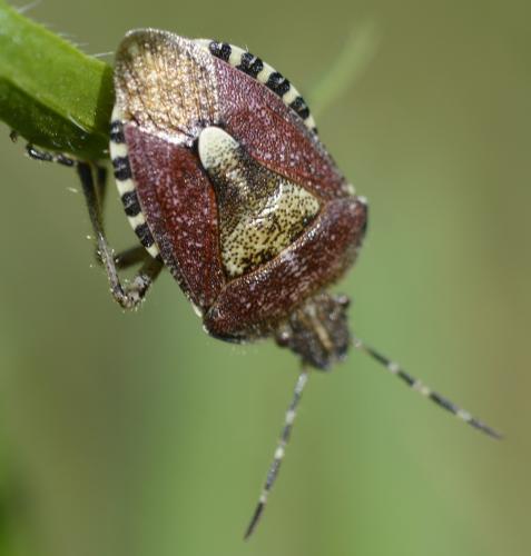 Réf. 214 905 : Dolycoris baccarum